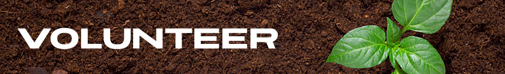 Volunteer